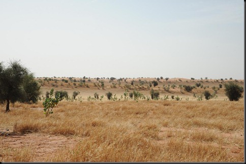 1b.Typical countryside, sand dunes, south eastern Mauritania