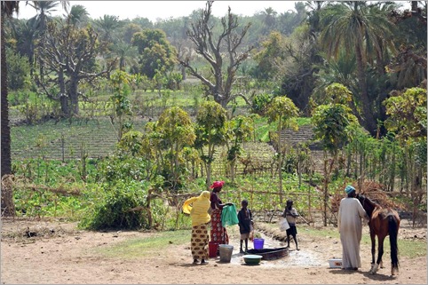 10a. Guidimouni, oasis near Goure