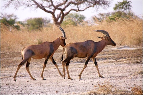 1b Waza, Horse Antelopes
