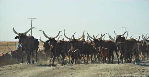 2b. Always have to be careful when cycling through longhorned cattle