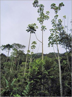 1a. Gabon rainforest, roadside stop