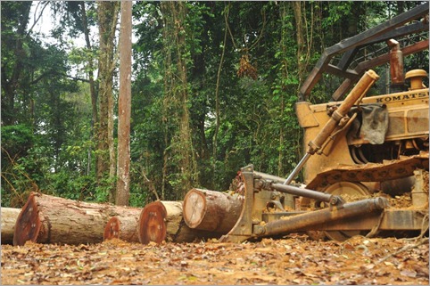 1c. Logging operation near campsite, Gabon