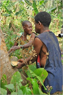 6a. Scraping bark from the Solea tree