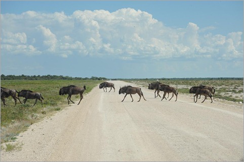 1c. Blue wildebeest