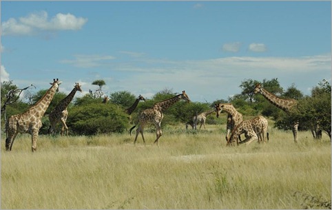 1e. Giraffe waterhole conference