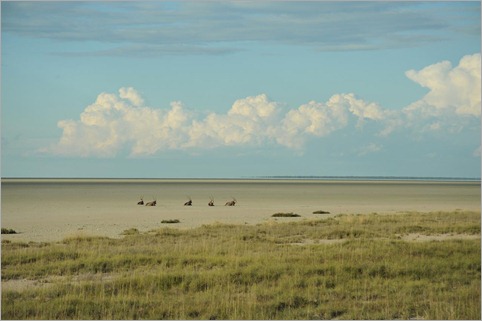 3b Gemsboks on Etosha Saltpan