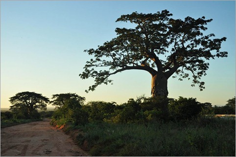 4d. Baobabs, milder climate