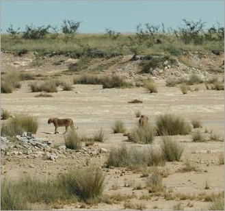 6a. Spot the lions, there is a male and lioness here