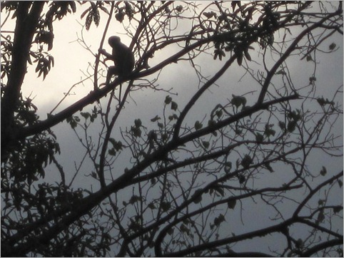 6c. Monkey watches over our campsite, 120km from Luanda