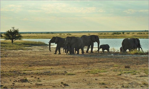 7a. Elephants on Fischer's Pan